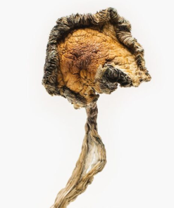 Buy Blue Meanies Magic Mushrooms online today from BestDMTShopOnline.com—your trusted source for high-potency, lab-tested Psilocybe Cubensis strains.