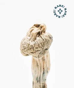 Buy Jedi mind fuck mushrooms for sale
