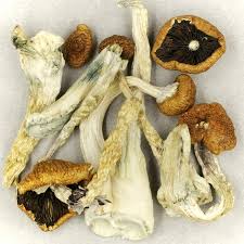 Creeper Magic Magic Shrooms Online