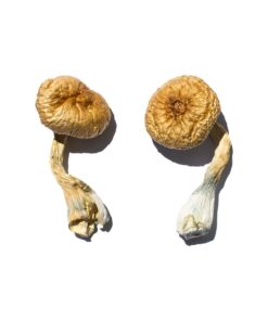 Cambodian Gold strain dried botanical specimens displaying slender stalks and golden brown caps