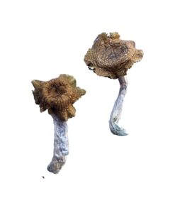 Close up view of the dense ivory white cap structure on a Florida White fungal specimen